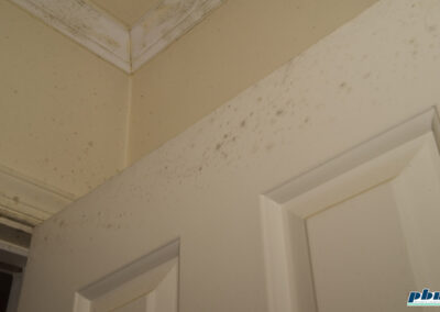 Mold Cleaning Service