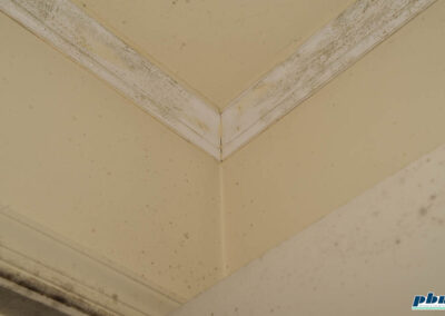 Mold on Ceiling Removal