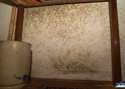 Mold on Wall Cleaning